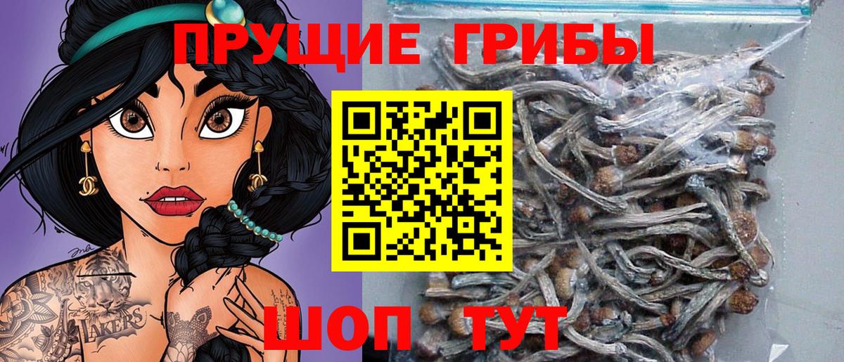 Псилоцибиновые грибы Psilocybe Серпухов
